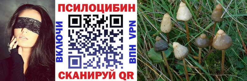 цены наркотик darknet официальный сайт Галлюциногенные грибы Psilocybe Фрязино